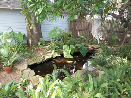 This lovely pond is one of the yard's highlights.