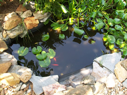This koi pond sets a serene mood.